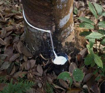 天然乳胶增稠剂